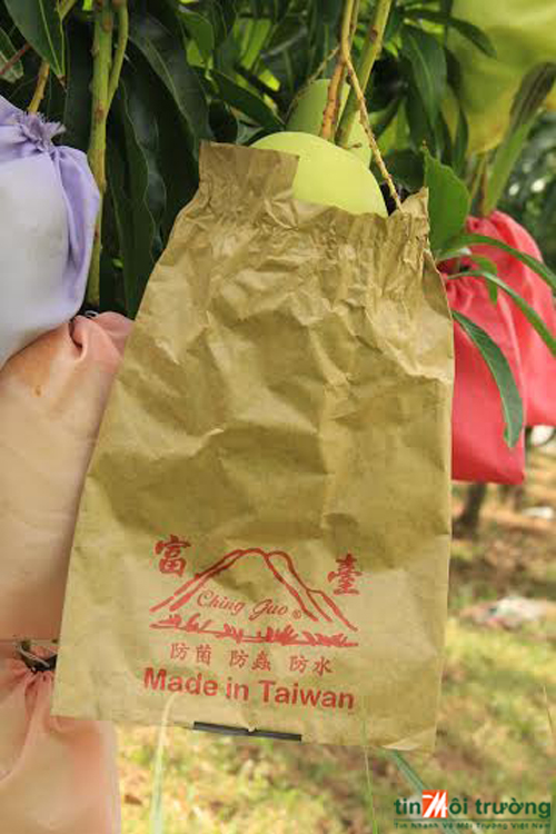 Tiền[-]Giang:[-]Nhà[-]vườn[-]vô[-]tư[-]dùng[-]“túi[-]lạ”[-]bao[-]trái[-]cây